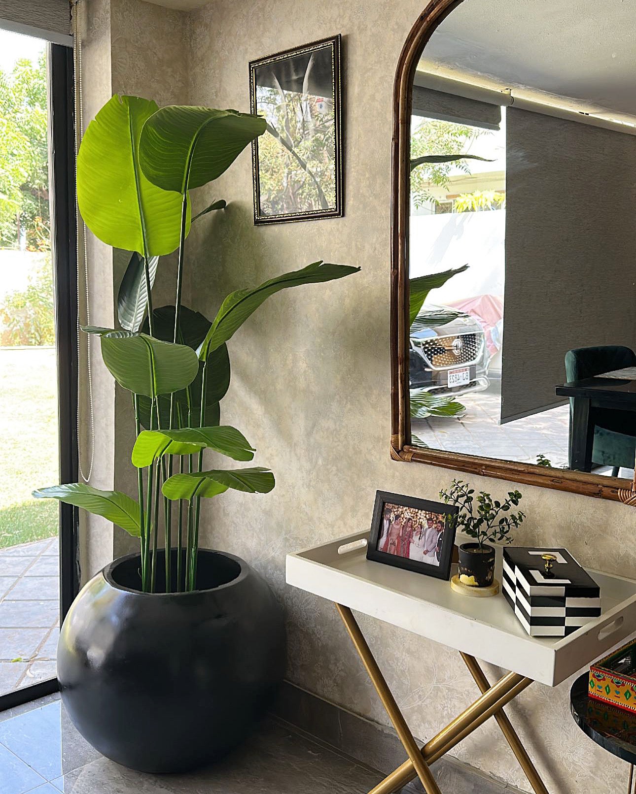 Tall Banana Plant 6 Feet