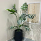 Tall White Monstera Plant 6 Feet