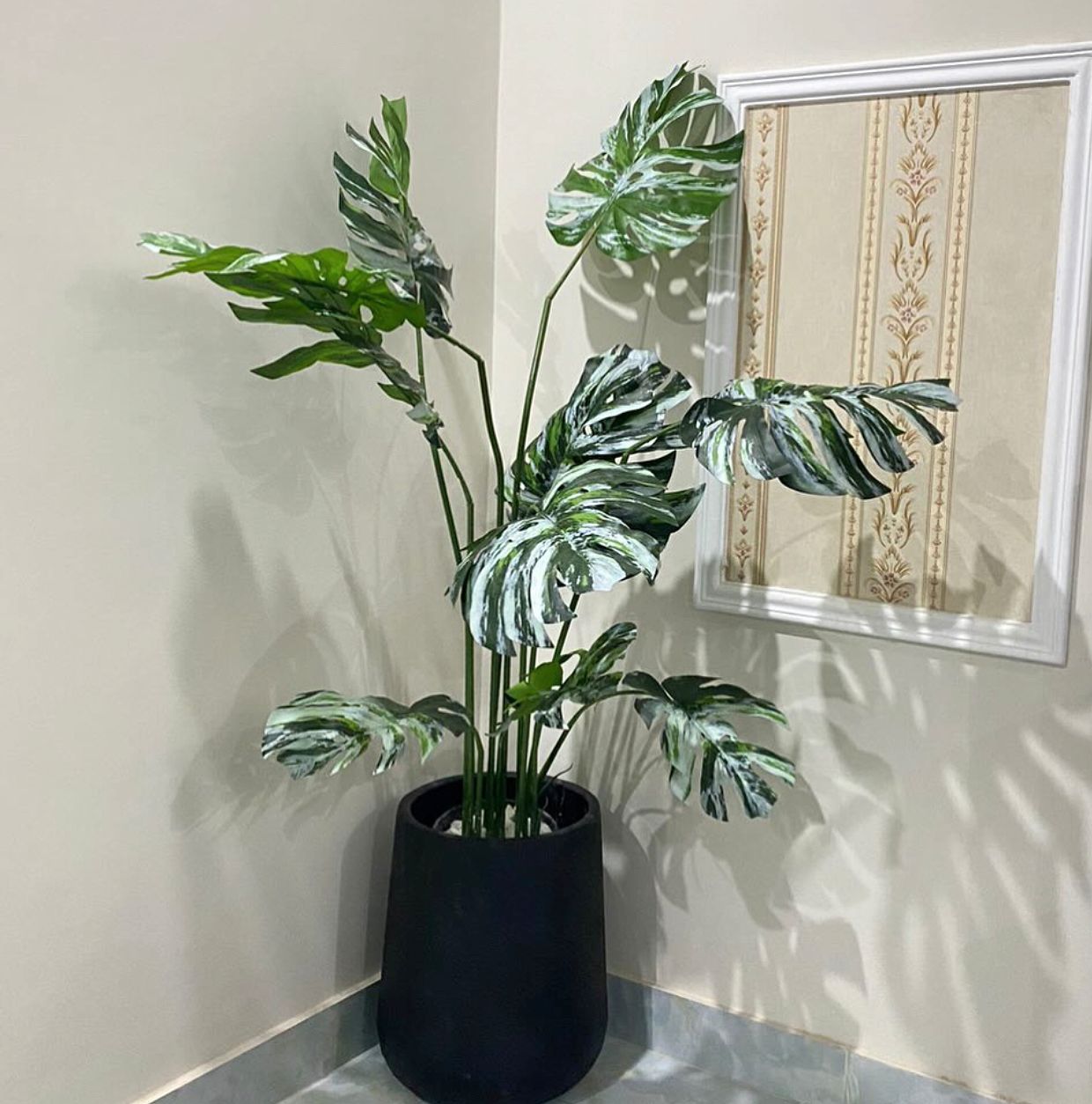 Tall White Monstera Plant 6 Feet