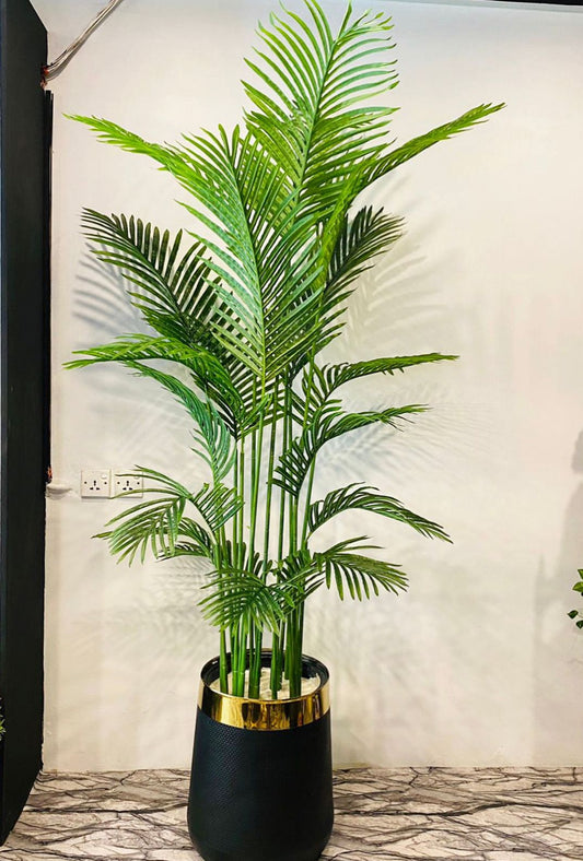 Tall Areeca Palm 8 Feet