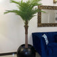 Tall Areeca Palm 7 Feet