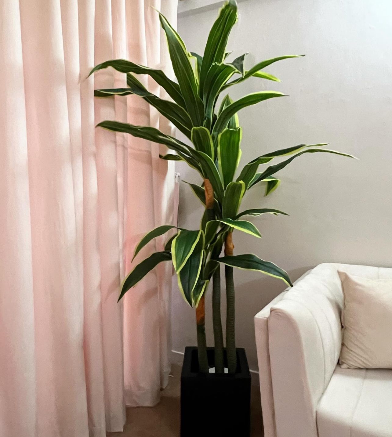 Tall Dracaena Plant 6 Feet