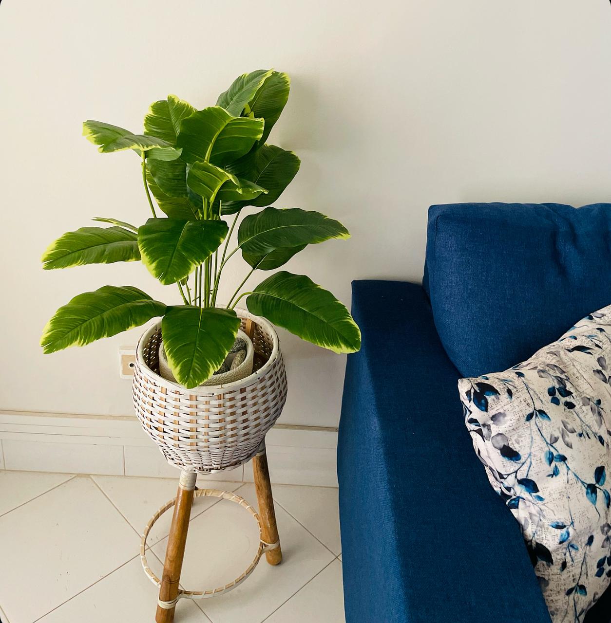 Baby Banana Plant