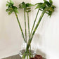 Lucky Bamboo Sticks