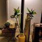 Lucky Bamboo Sticks