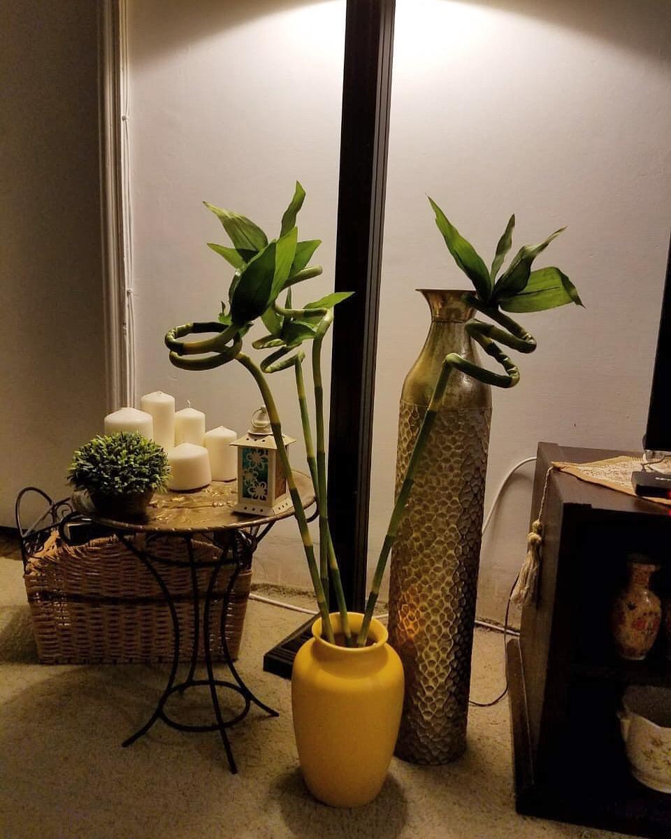 Lucky Bamboo Sticks