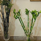 Lucky Bamboo Sticks