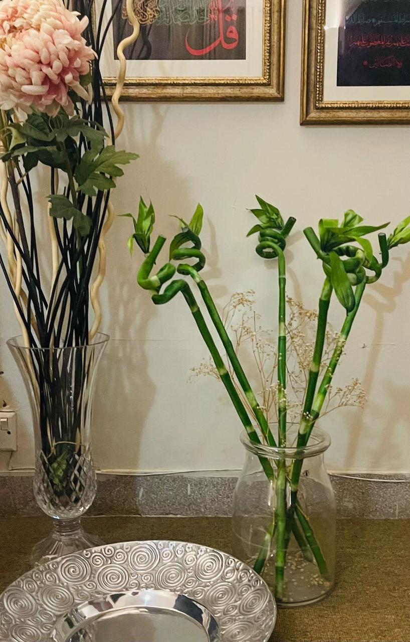 Lucky Bamboo Sticks