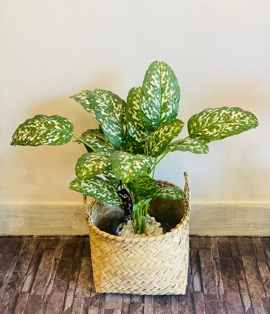 Dotted Baby Banana Plant