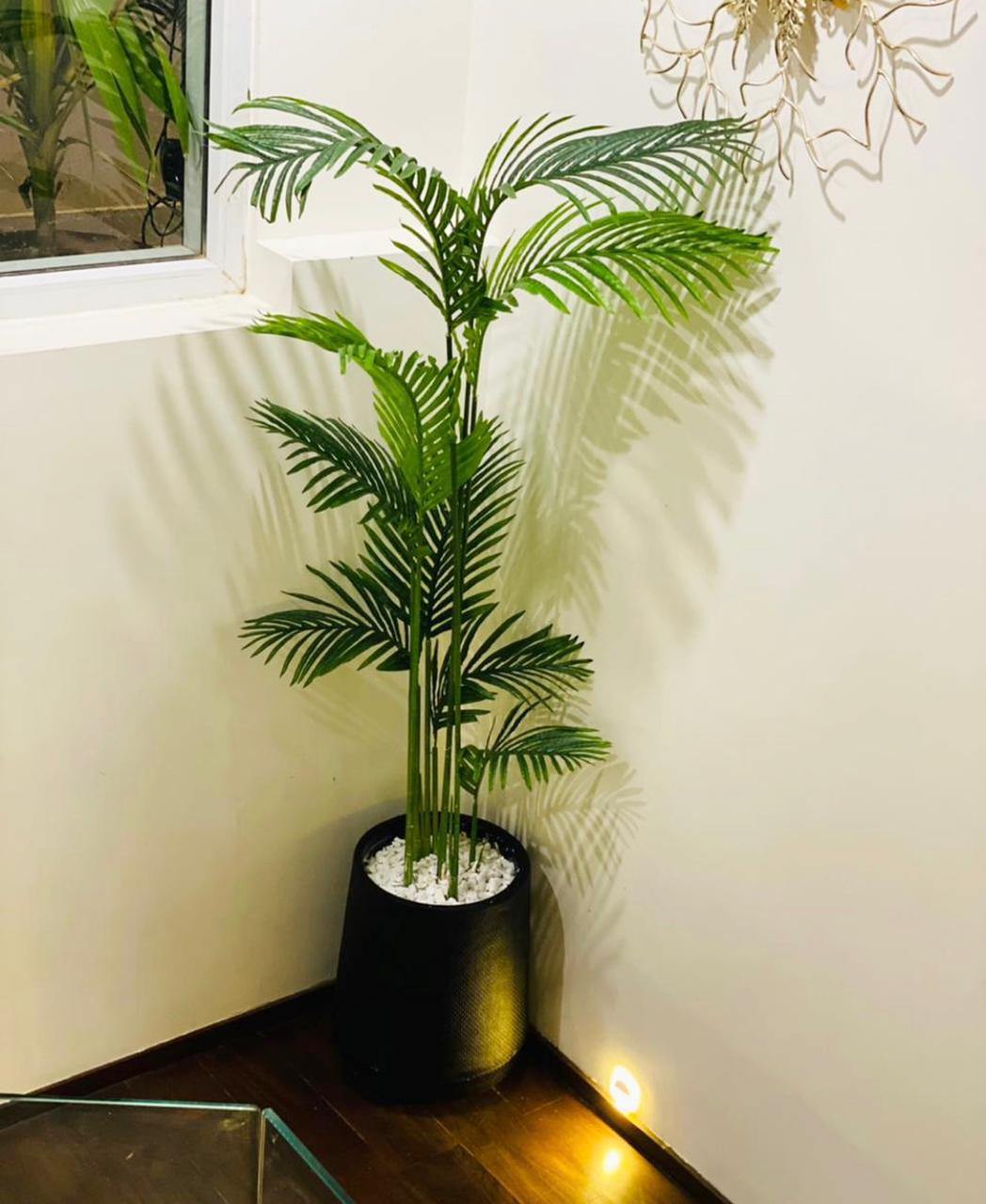 Tall Areeca Palm 6 Feet