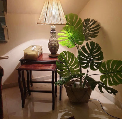 Tall Monstera Plant