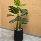 Tall Monstera Plant 6 Feet