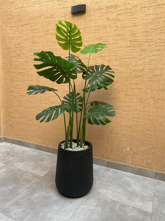 Tall Monstera Plant 6 Feet